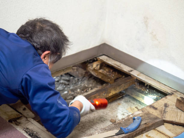 Crawl Space Mold Removal in Three Points, AZ