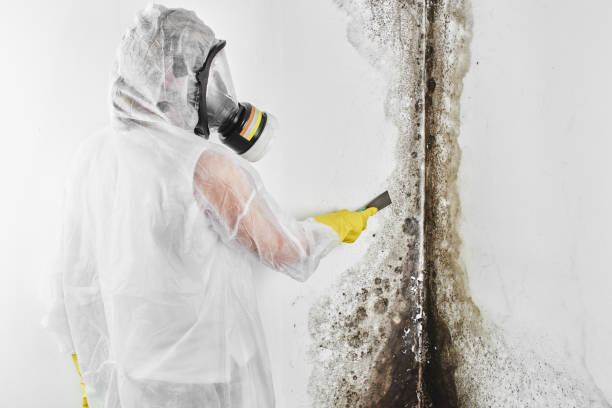 Best Crawl Space Mold Removal  in Three Points, AZ