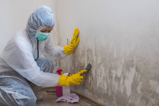 Best Toxic Mold Removal  in Three Points, AZ