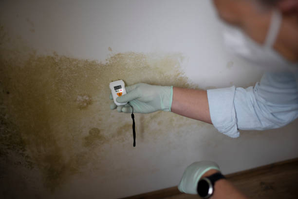 Best Professional Mold Removal  in Three Points, AZ