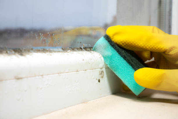 Best Commercial Mold Removal  in Three Points, AZ