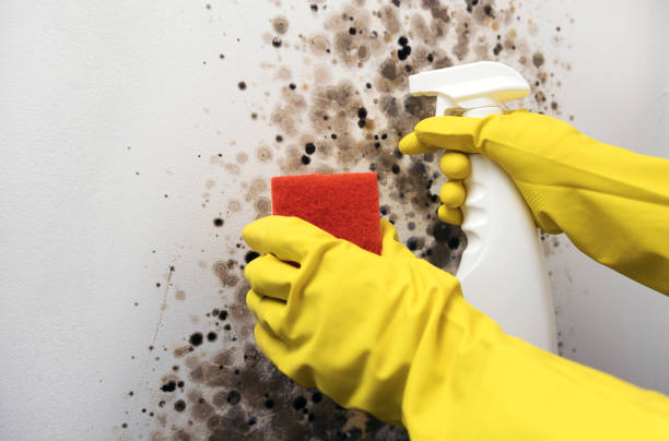 Best Best Mold Removal Companies  in Three Points, AZ