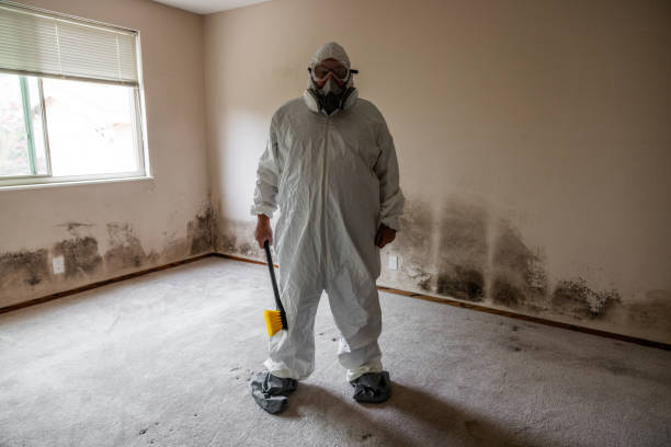 Mold Testing and Removal in Three Points, AZ