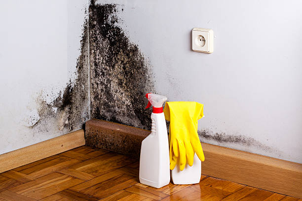 Best Commercial Mold Removal  in Three Points, AZ